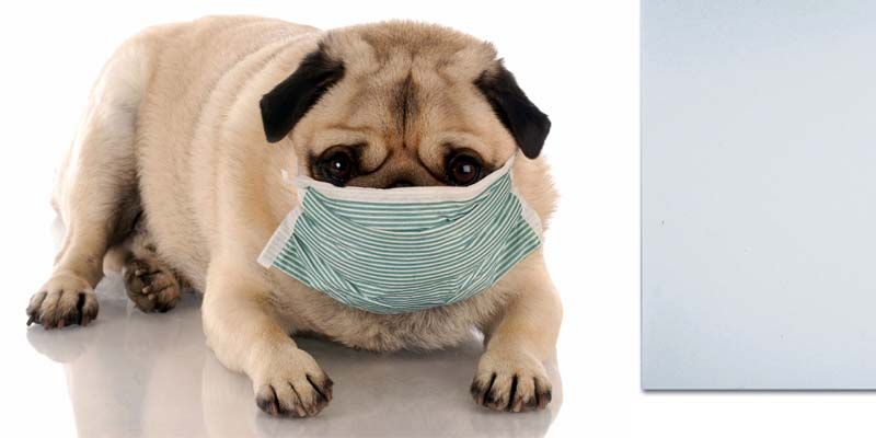 Le patologie respiratorie del cane2-800x400