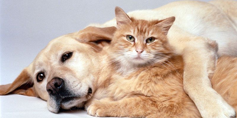 Cani e gatti, amici domesticati da secoli5-800x400