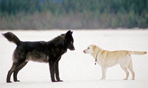 Canis lupus e Canis familiaris-300x180