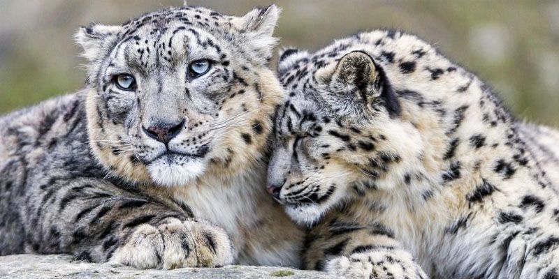 leopardo delle nevi-800x400