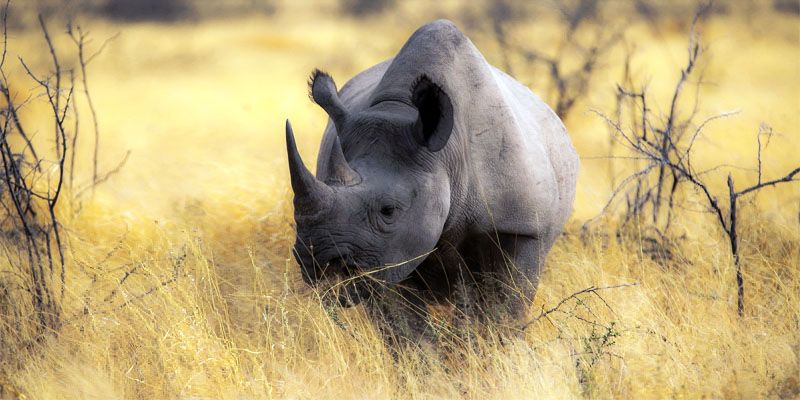 rinoceronte-800x400