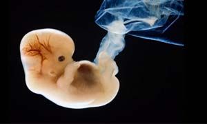 Embrioni da cellule adulte-300x180