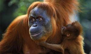 Gibbone di Hainan e Orango del Borneo-300x180