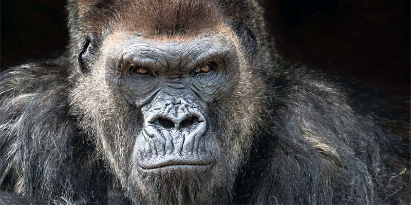 gorilla di pianura orientale-800x400