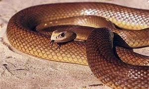 I serpenti piu velenosi del mondo-300x180