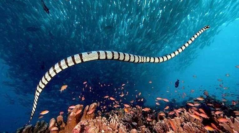 Serpente marino dal becco