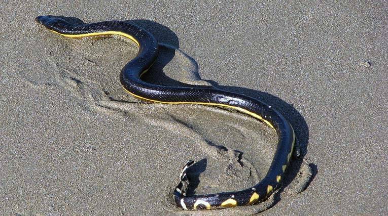 Serpente marino dal ventre giallo