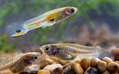 pesci Poecilia reticulata