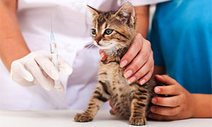 gattino-vaccino-2-300x180