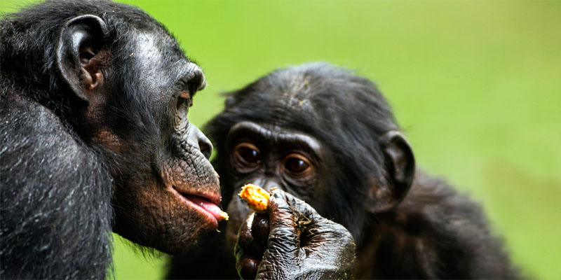 scimpanze-mangiano-1-800x400