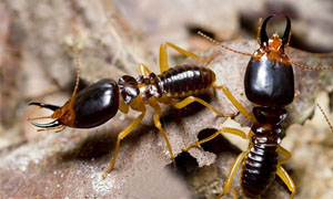 termiti-1-300x180