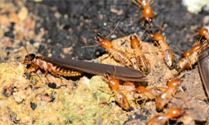 termiti-3-300x180