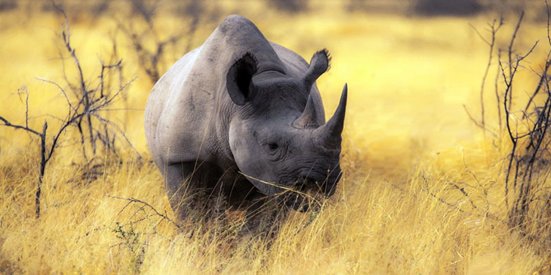 rinoceronte-2-800x400