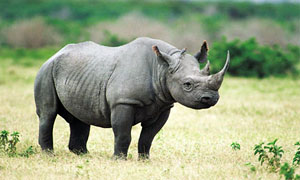rinoceronte-3-300x180
