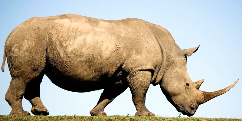 rinoceronte-bianco-6-800x400
