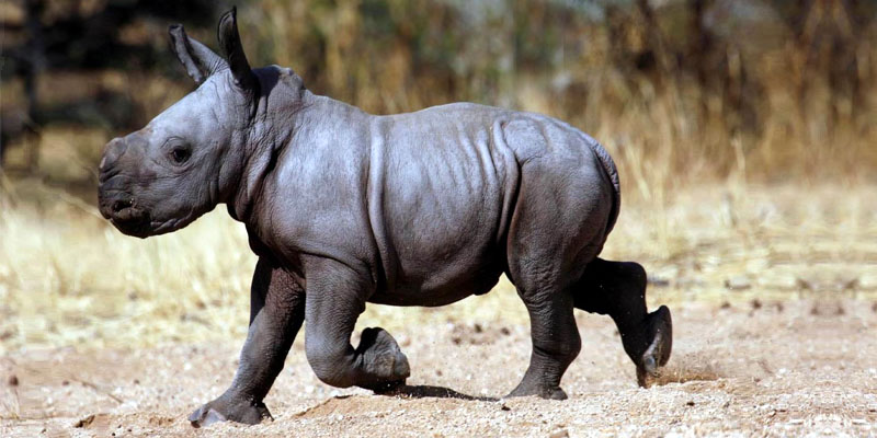 rinoceronte-bianco-7-800x400