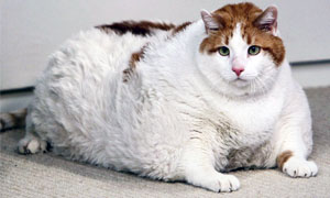 gatto-obeso-1-300x180