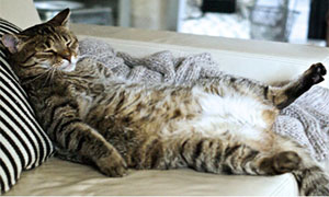 gatto-obeso-2-300x180