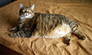 gatto-obeso-3-300x180