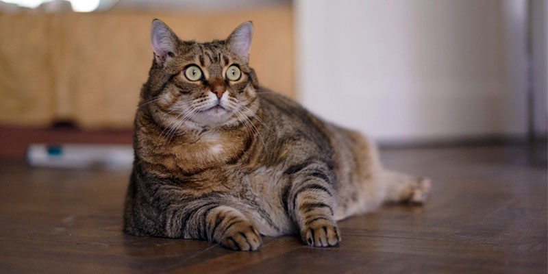 gatto-obeso-6-800x400