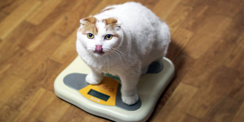 gatto-obeso-8-800x400