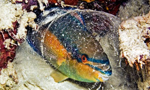 pesce-pappagallo-300x180
