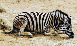 zebra-1-300x180