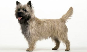 Cairn Terrier1-300x180