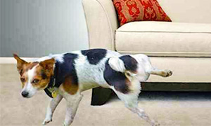 cane fa pipi in casa-1-300x180