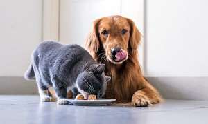 cani e gatti alimentazione-1-300x180
