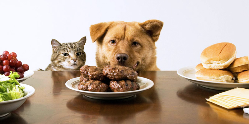 cani e gatti alimentazione-3-800x400