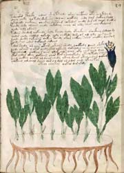 manoscritto Voynich5-300x180