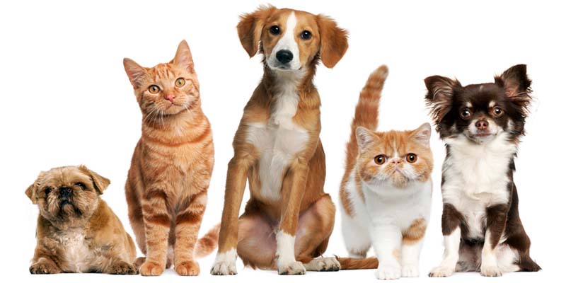 assicurazione cane gatto-3-800x400
