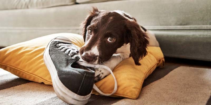 Capire il nostro cane: il suo bisogno di mordere, tra piacere e necessità