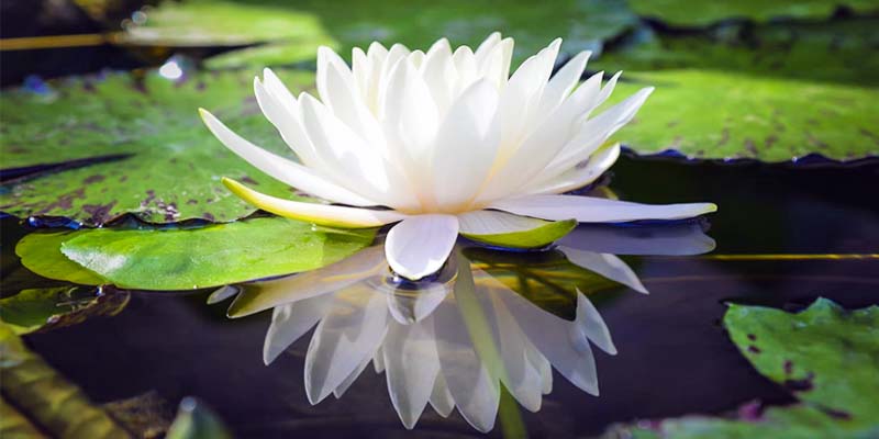 fiore di loto-8-800x400