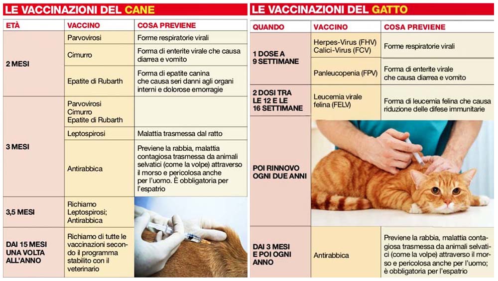 vaccinazioni cane gatto