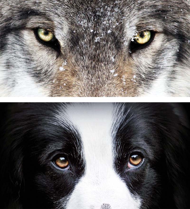 cane e lupo-11-800x400
