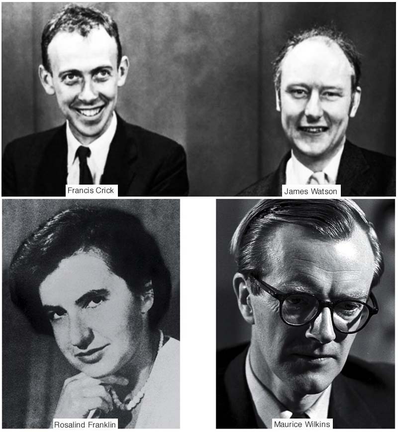 James Watson e Francis Crick-800x400
