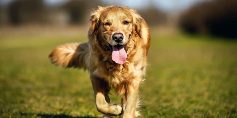cane1-800x400