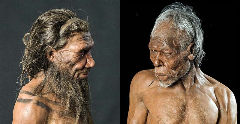 crani Neandertal-10-800x400