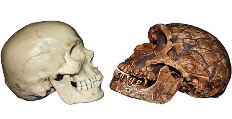 crani Neandertal-8-800x400
