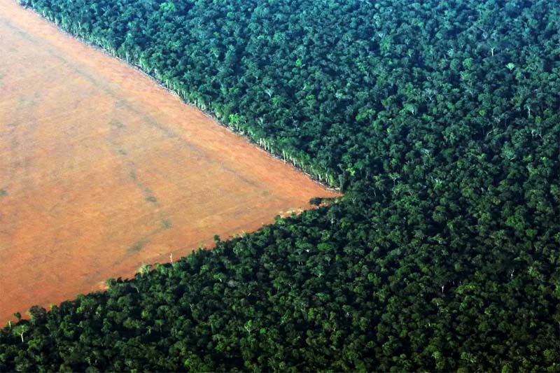 deforestazione-800x400
