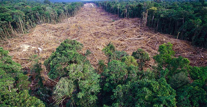 deforestazione-8-800x400