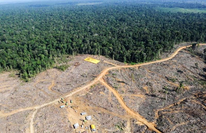deforestazione indonesia