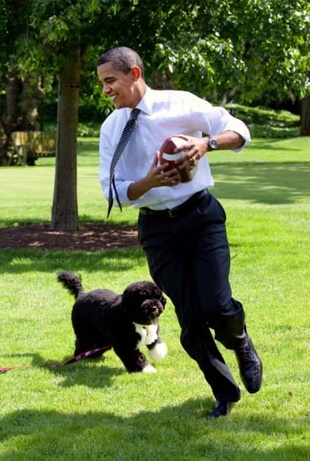 Bo cane di Barack Obama
