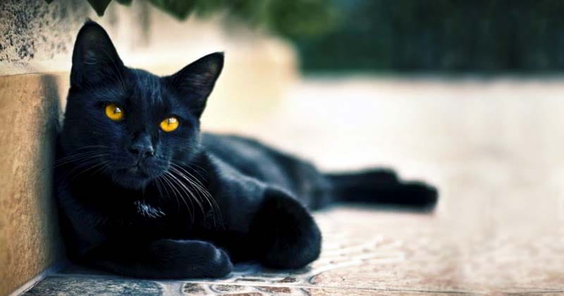 Il gatto-nero-8-800x400