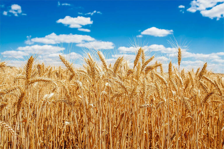 Il Grano Il Cereale Che Decide Le Sorti Del Mondo