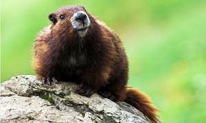 marmotta 300x180