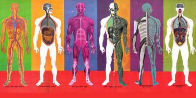 Anatomia2-800x400