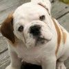 bulldog-inglese-foto-1